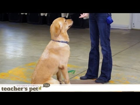 Clicker Training | Teacher's Pet With Victoria Stilwell