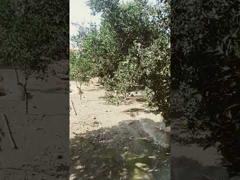 پرورش باغ پرتقال