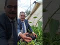 الربيع موعد زراعة الطماطة والخيار والفلفل والباذنجان والبطيخ والخيار اكسبلور اشجار زراعة ترند