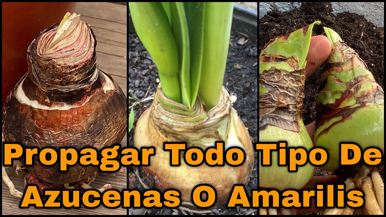 Como PROPAGAR TODO TIPO DE AZUCENAS O AMARILIS (Hippeastrum Amaryllis) -  YouTube