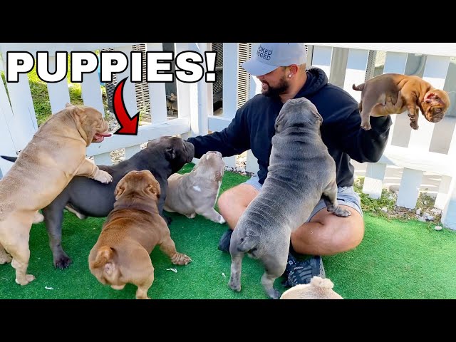 Picking Out My First Dog from Exotic Bully Puppy Farm! *CUTE* class=