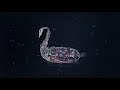 Aeseaes  black swan official audio