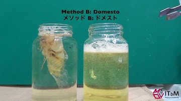 ClearSee Fluorescent Cicada - An Experiment