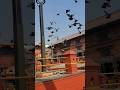 Famous Pigeons of Pashupatinath Temple - Kathmandu, Nepal 🇳🇵
