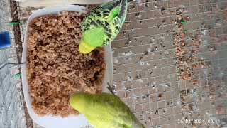 PERIQUITO COMIENDO TRIGO HERVIDO #aves #birds#periquitos #lovebird #yt#pet #parati #parakeet#budgies