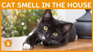 How to Get Rid of Cat Smell in the House? 6 Possible Ways | Pets Guideline by Pets Guideline 190 views 1 year ago 5 minutes, 13 seconds
