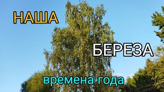 Наша БЕРЁЗА.Времена года. Часть 3 .9.09.2021г.