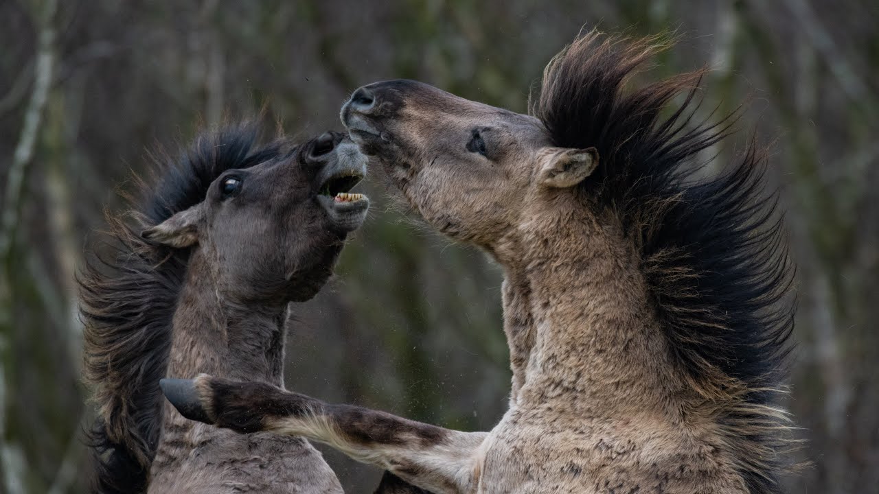 Konik wild horses