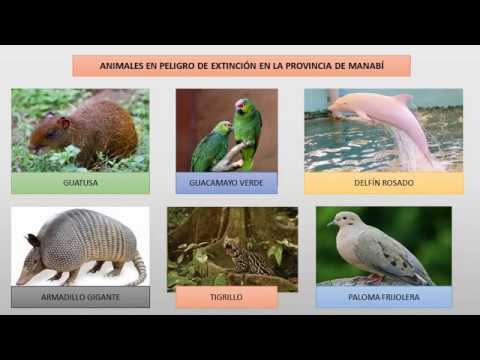 Ecuador Megadiverso Animales En Peligro De Extincion Etnias