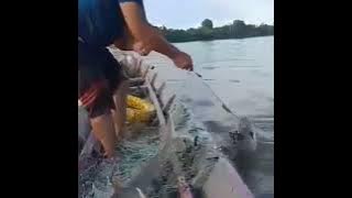 Sekali Tebar Auto Panen Ikan Patin#jaringikan #mahakamulu