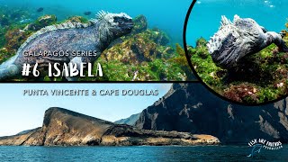 Episode 6 Diving With Marine Iguanas In Isabella Galapagos Series - English