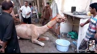 Camels Sacrifice on Eid-ul-Adha
