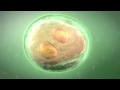 Technique de la microinjection de spermatozode icsi