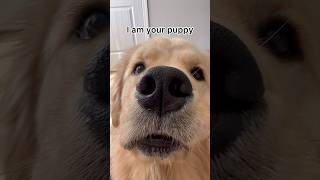 I am your puppy ✨  #dog #shorts #trending #goldenretriever #funnydogs #funny #puppy #funnyshorts