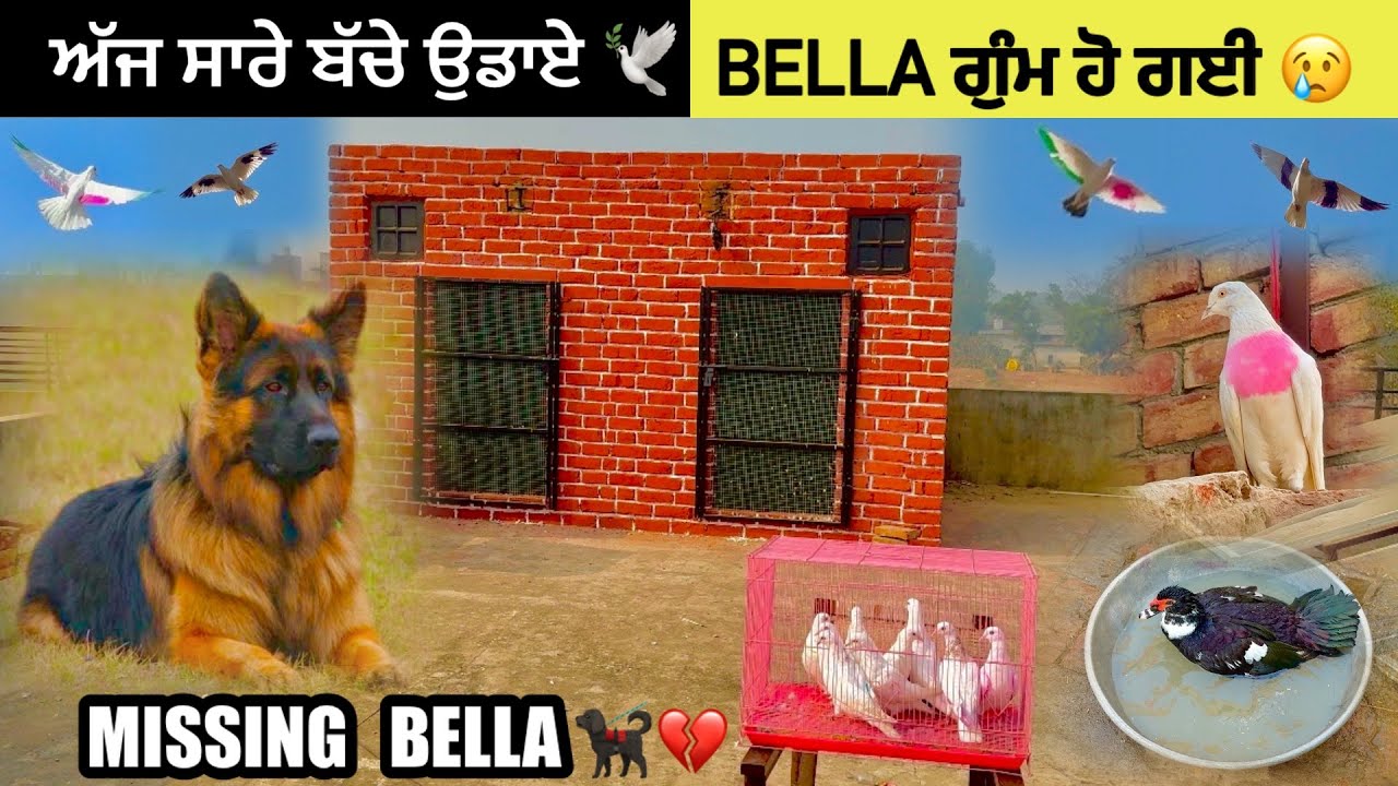 ਆਪਣੀ German Shepherd ਗੁੰਮ ਹੋਗੀ 😢|| ਅੱਜ ਸਾਰੇ ਬੱਚੇ ਉਡਾਏ 🕊️|| ਕਬੂਤਰੀ ਤੇ Black Duck ਵਾਪਸ ਆ ਗਏ  #punjabi