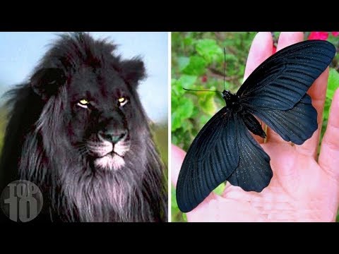 Top 10 Animals With Bizarre Colors