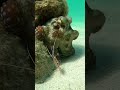 【衝撃の捕食3連発】次の瞬間、獲物が消える海中世界