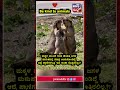 A little marmot 💖😍🤞 #quarrelling #marmot #janasuddhitv #viral #trending #animals #love #emotions