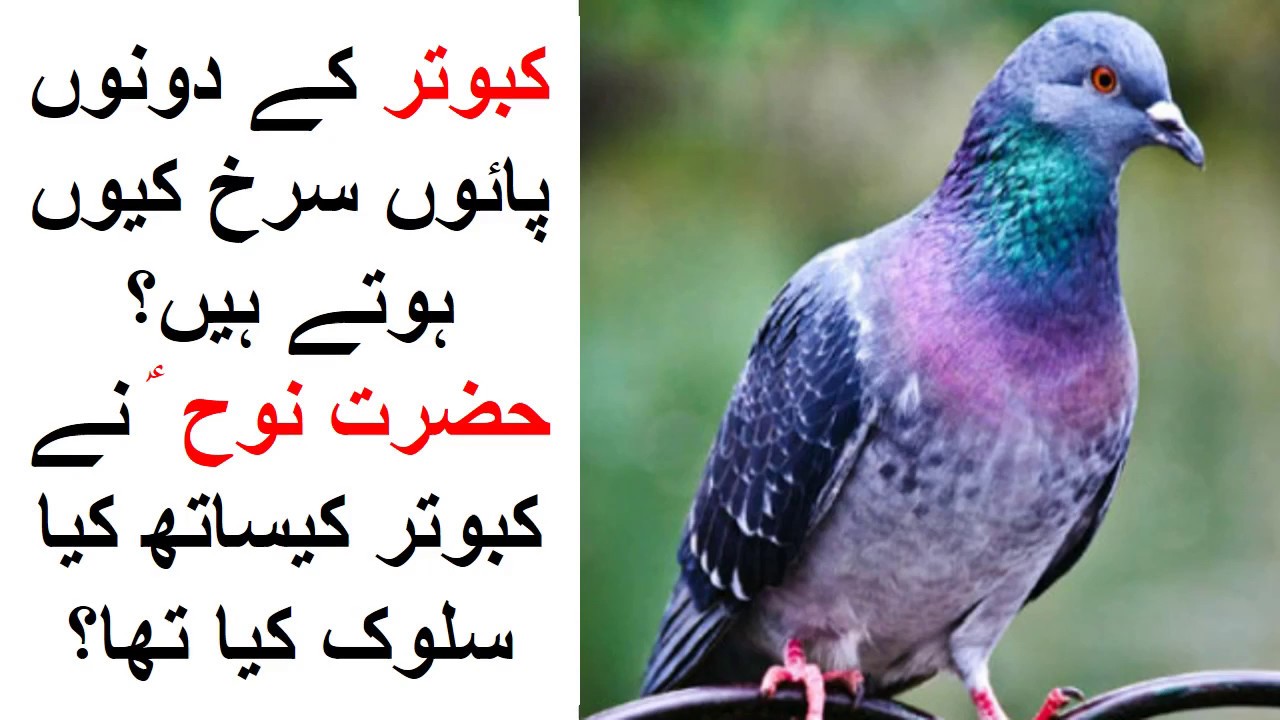 Why Pigeon feet are RED ? What Profit Noah AS did to the pigeons? YouTube