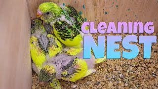 Cleaning Budgie nest Box | Breeding Budgies | vLog