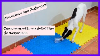 How canine sniffer dogs are trained to detect any substance. [Podenco sniffer dogs] #1