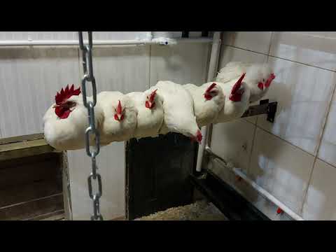 Chickens are going into winter