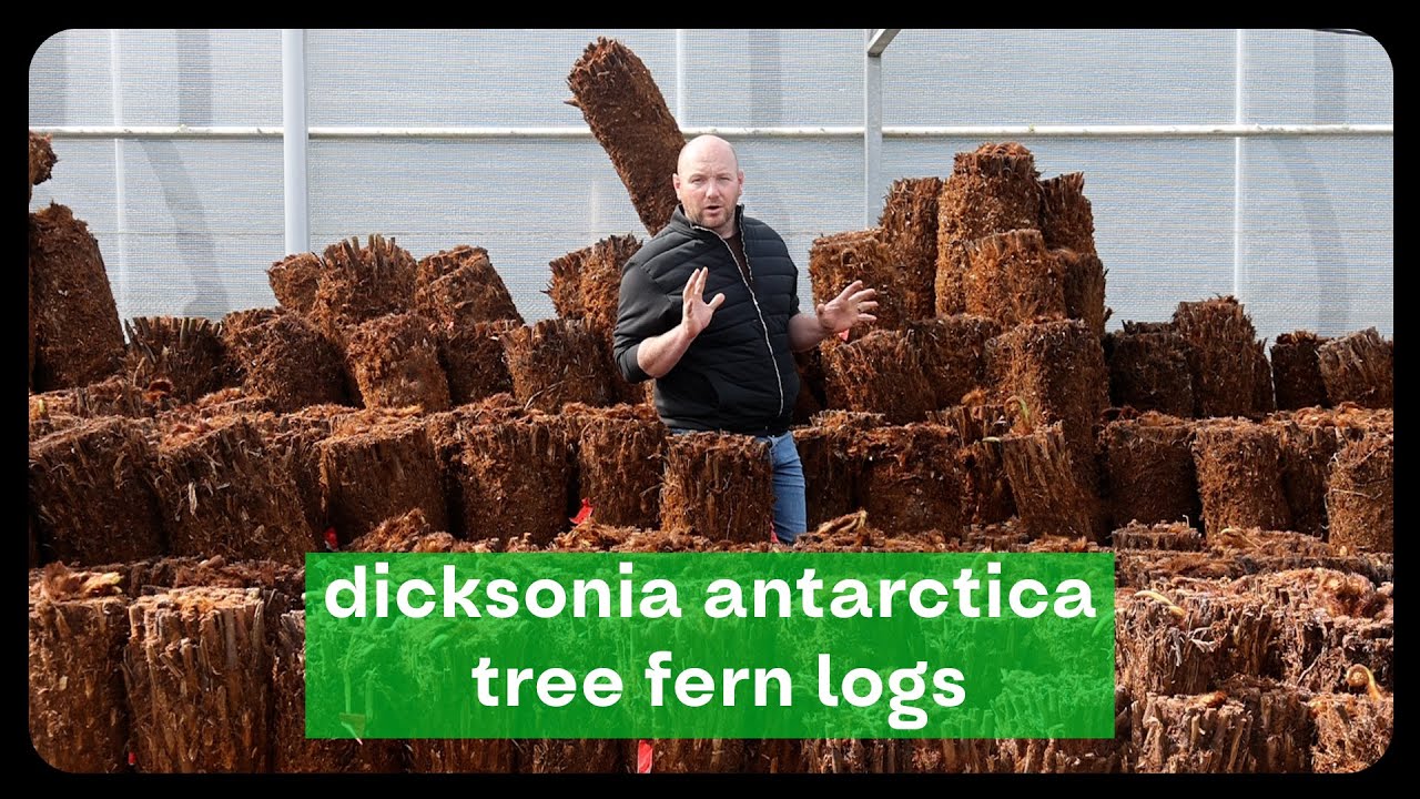 Dicksonia Antarctica: The Perfect Jungle Plant for Your Garden