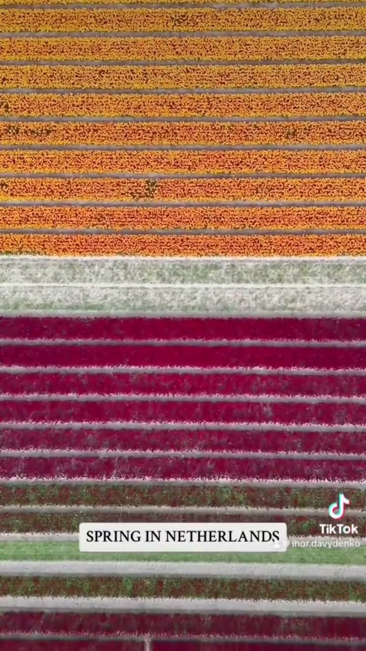 Tulip Fields 🌷 Netherlands 🇳🇱 #netherlands #2024 #flowers - YouTube