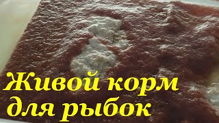 Аулофорус Запуск культуры Как разводить аулофорус Живой корм