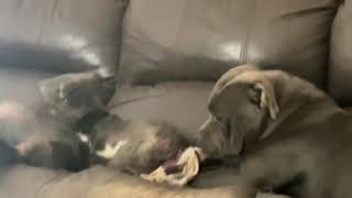 Blue/Black Staffies OH NO MY BROTHERS SOCKS!! by Julian Jones 358 views 2 years ago 1 minute, 31 seconds