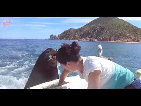 Video: Leii de mare sunt prietenoși?