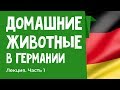 Особенности содержания животных в Германии Лекция "как у них"