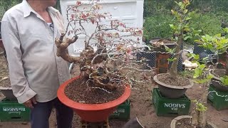 Huy Bonsai - (sdt:0934938011) Cách làm hoa cho đỗ quyên rừng( tử đằng) độc, đẹp tại vườn em nhé