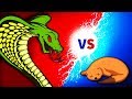 Cobra VS Mongoose. Mortal Kombat. Who will win?