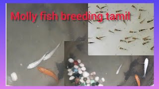 Molly fish breeding tamil🐠🐠. Easy to bread biginners in home🐠🐠| @vgknowledge2