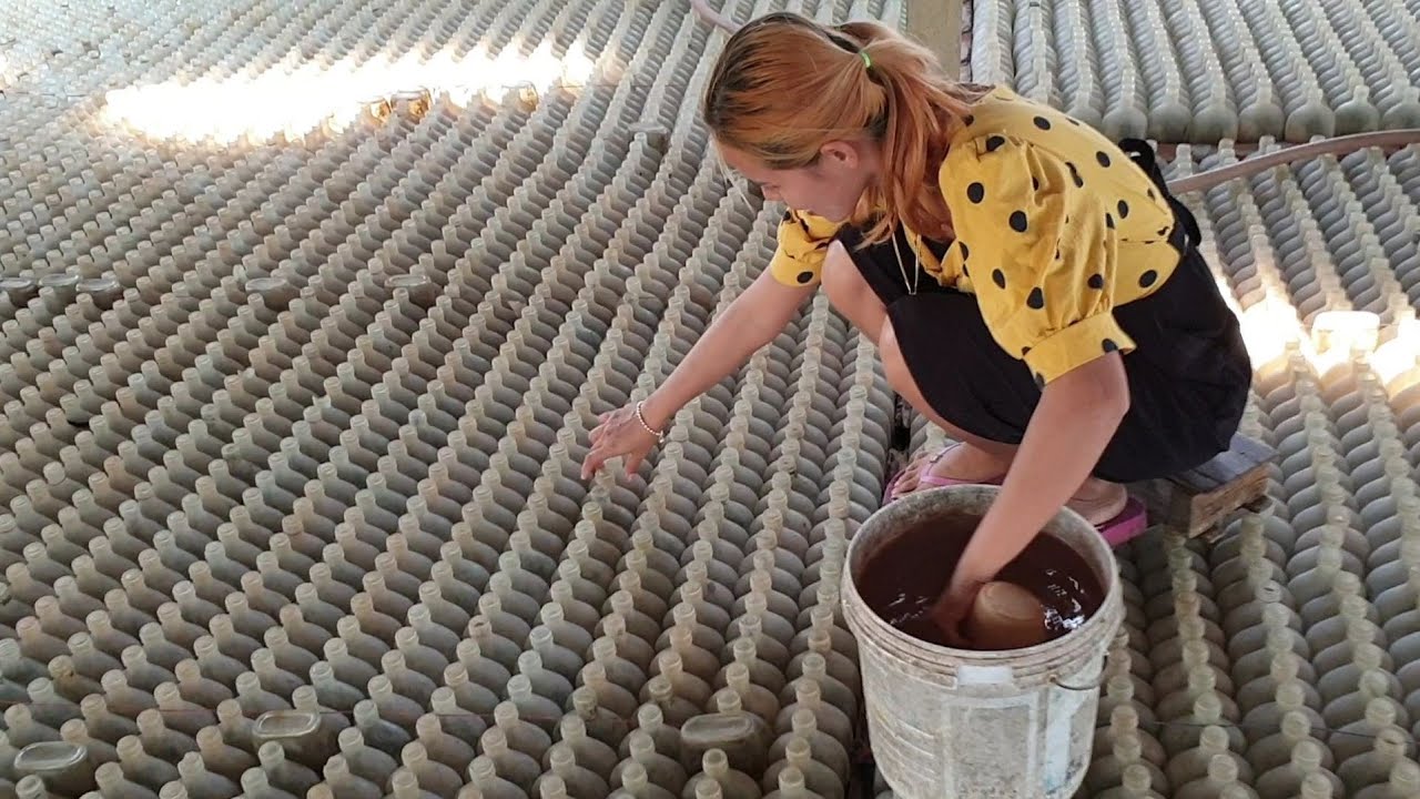 ให้อาหารปลากัดแบบมืออาชีพ..โห!😲ง่ายและไวมาก