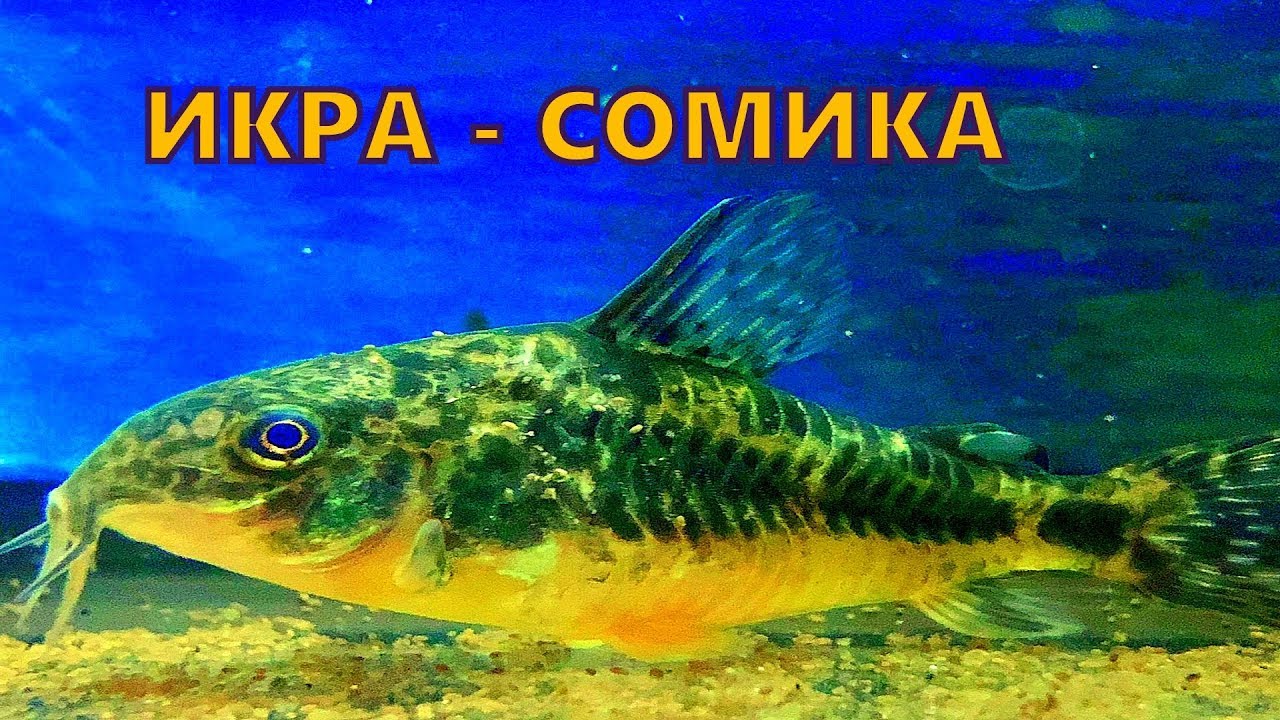 Икра сомиков в аквариуме. Мальки моллинезии. - YouTube