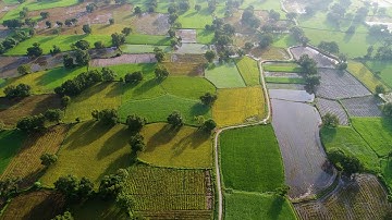 Cánh đồng lúa Tà Pạ, An Giang, Việt Nam