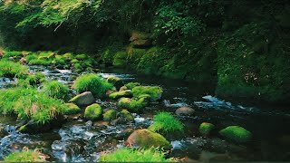 (リフレッシュBGM) 快眠 睡眠導入 綺麗な川 癒される音 美しい水 -Natural Sound Relaxing-