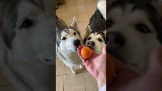 Husky GOES CRAZY After Seeing A Baby Peach! #shorts