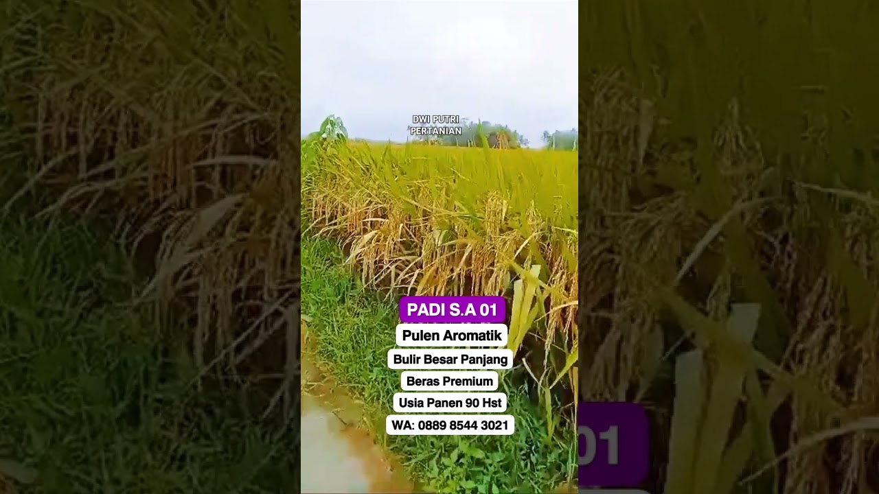 PADI SA 01 PADI UNGGUL BERKUALITAS