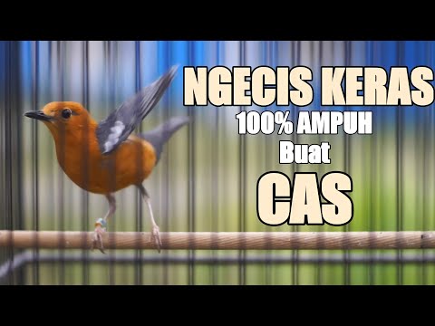 SUARA KONSLET NRAKTAK NGECIS PENAIK BIRAHI ANIS MERAH LOYO