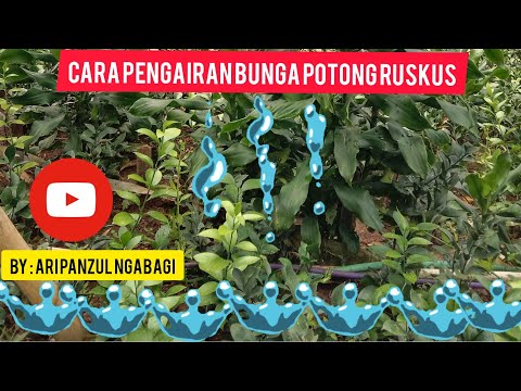 Video: Penjagaan Tumbuhan Ruscus - Cara Menanam Tumbuhan Ruscus Di Taman