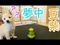 【白い子犬の豆柴あられ】おやつボールに夢中　shibainu