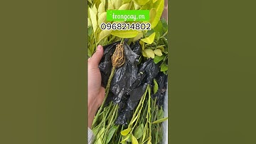 Cành quất chiết, quất giống. Cây giống quất làm quất cảnh, quất ăn quả chuẩn giống F1