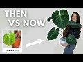 Plant feature of the month   new series featuring philodendron el choco red  episode 4