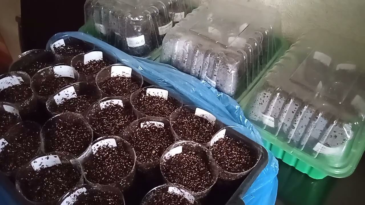 Закончился День Рождения, началась Весна