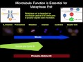 Disruption Of Cell Division Within Anaphase By Tumor Treating Fields