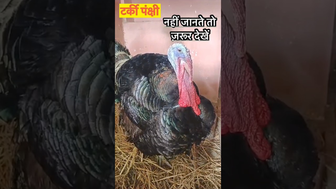 Turkey (bird) Bahut khubsurat or anokhe dikhte hai.turkeybird turkey