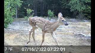 New Hampshire Trail Cam, July 2022 — Baby deers with mom, part II